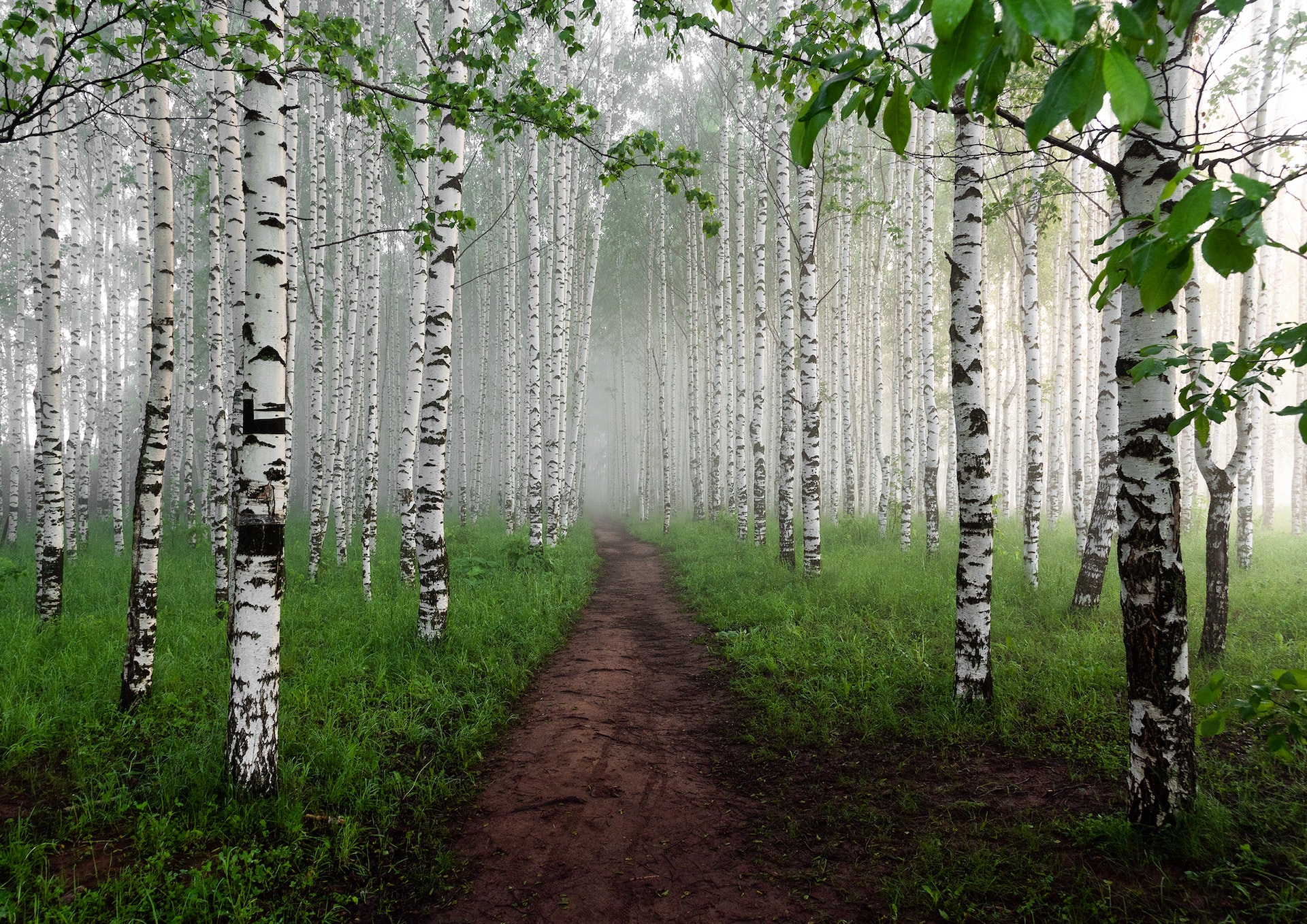 Lekovita svojstva lista breze