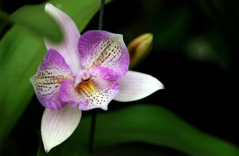 Zašto se orhideja suši? Uzroci i Rešenja