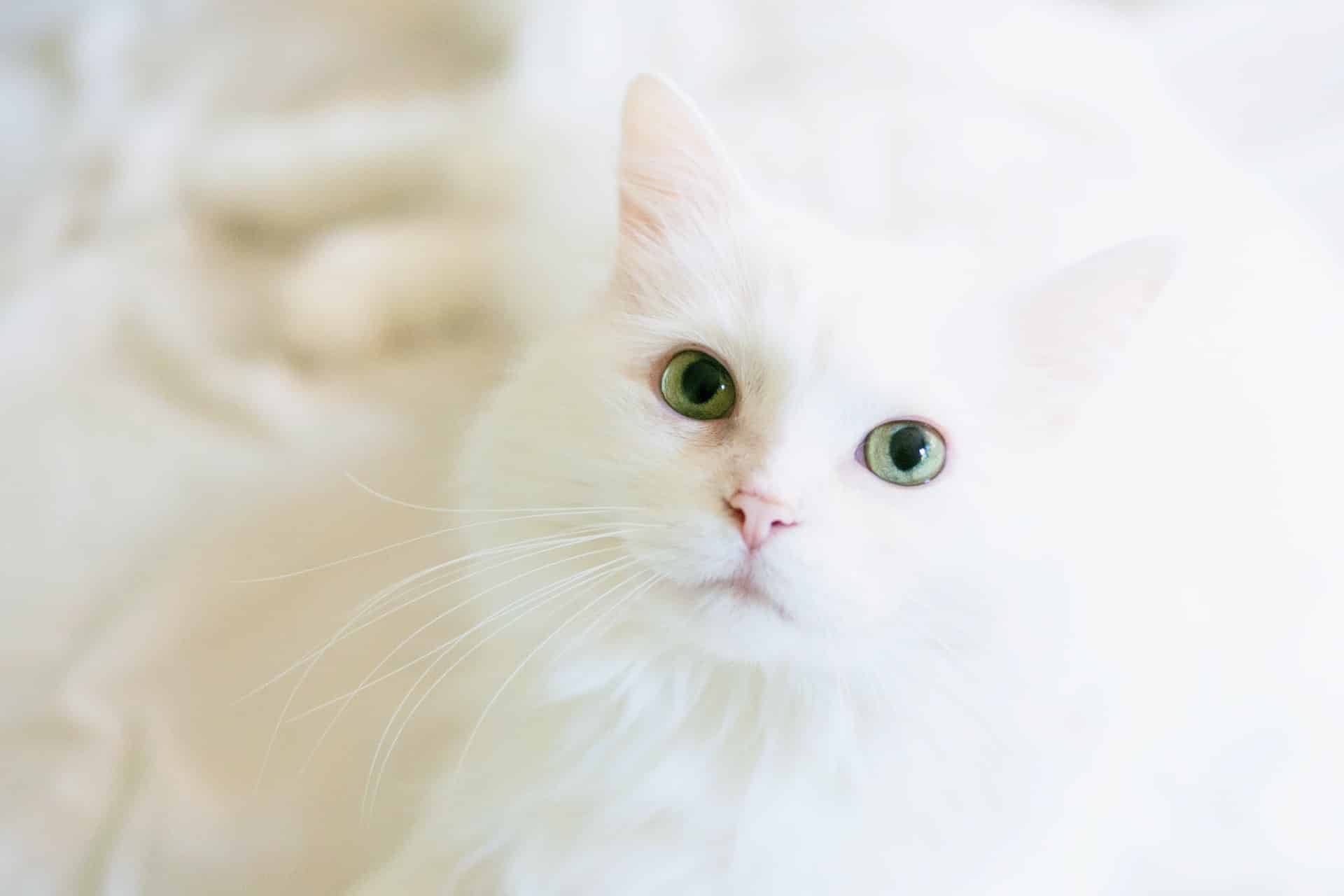 70 savršenih imena za belu mačku
