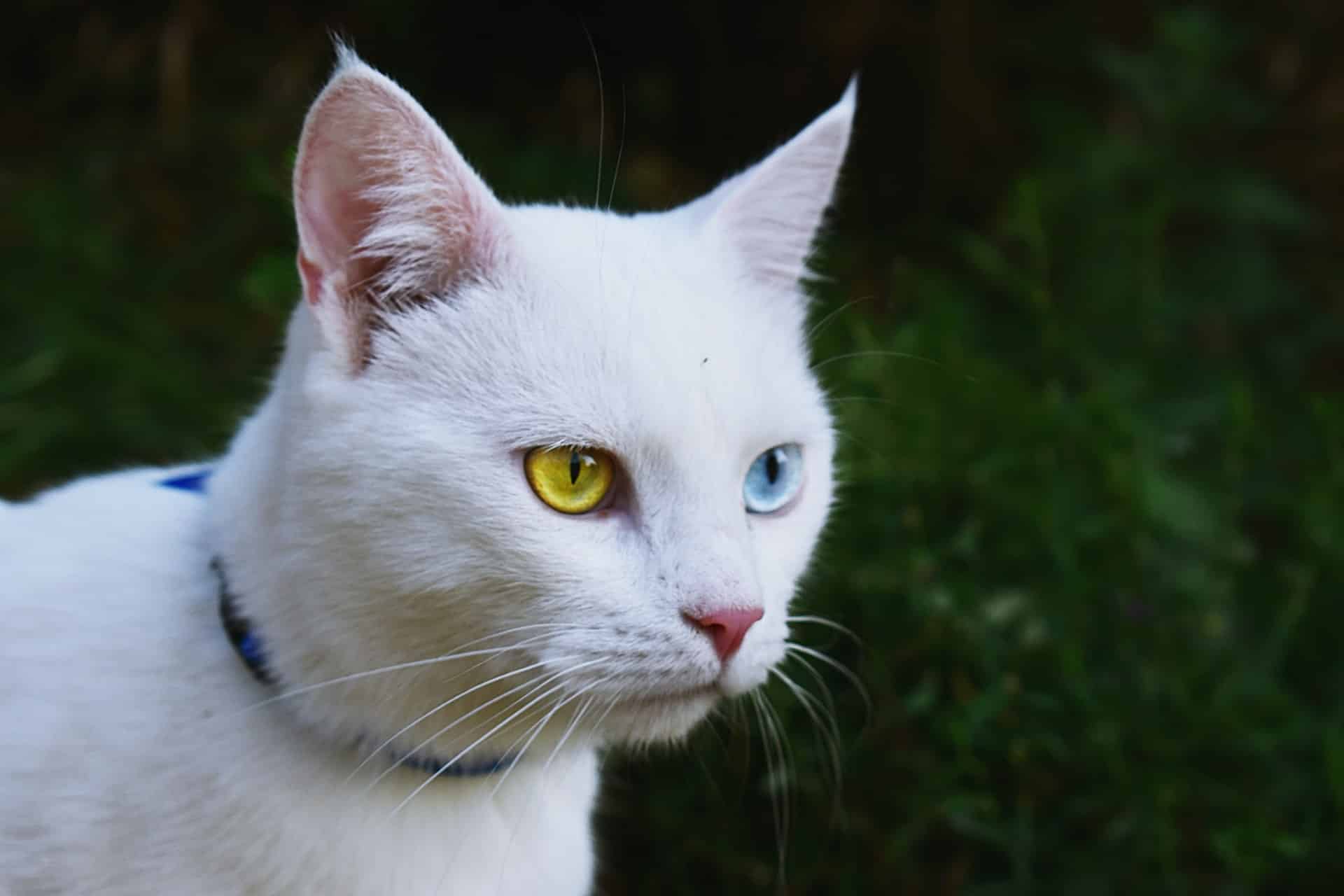 najlepša imena za belu mačku