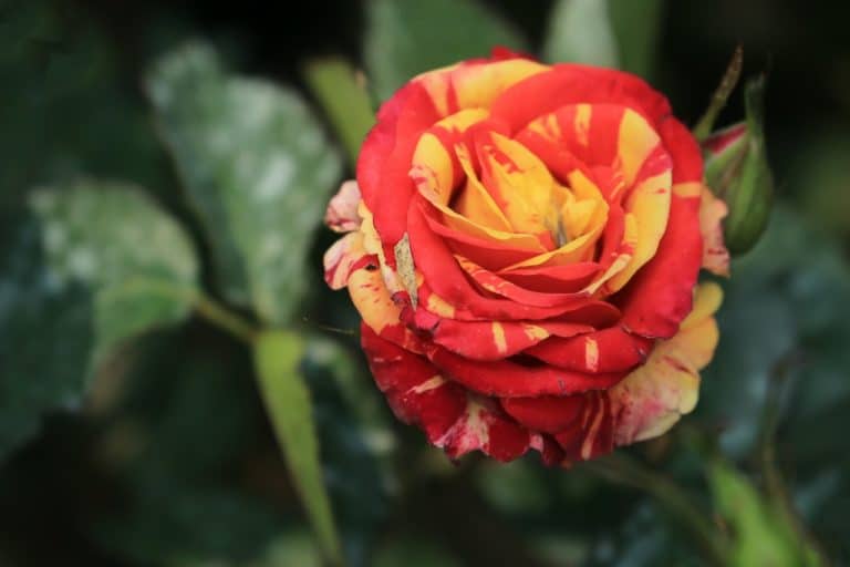 Kineska ruža – sve o uzgoju kineske ruže
