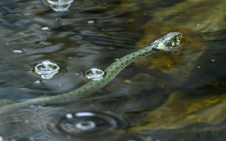 Šta jede vodena zmija?