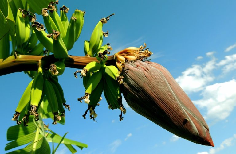 Kako se Sadi Banana iz Semena?