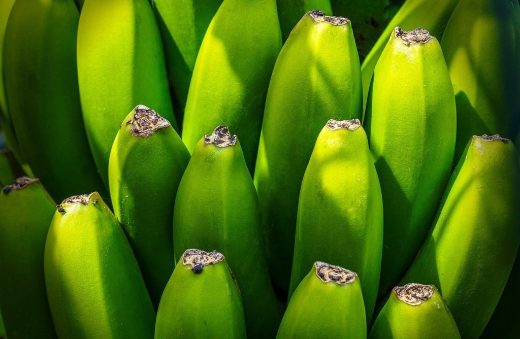 kako se sadi banana iz semena